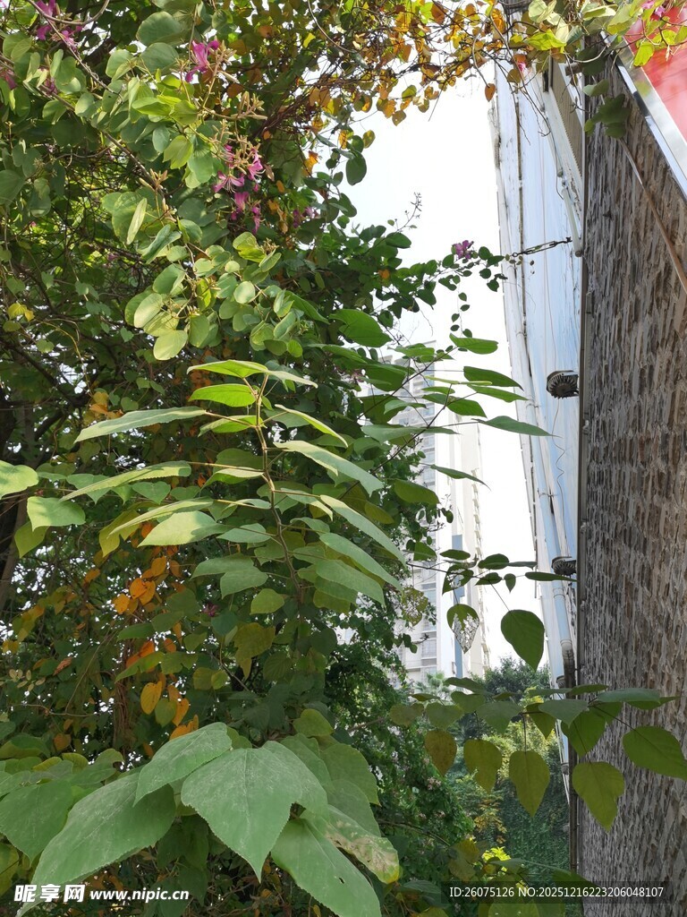 绿叶繁花映石墙