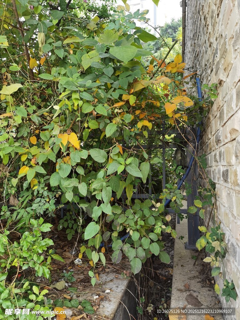 墙边繁茂绿植与明艳黄花