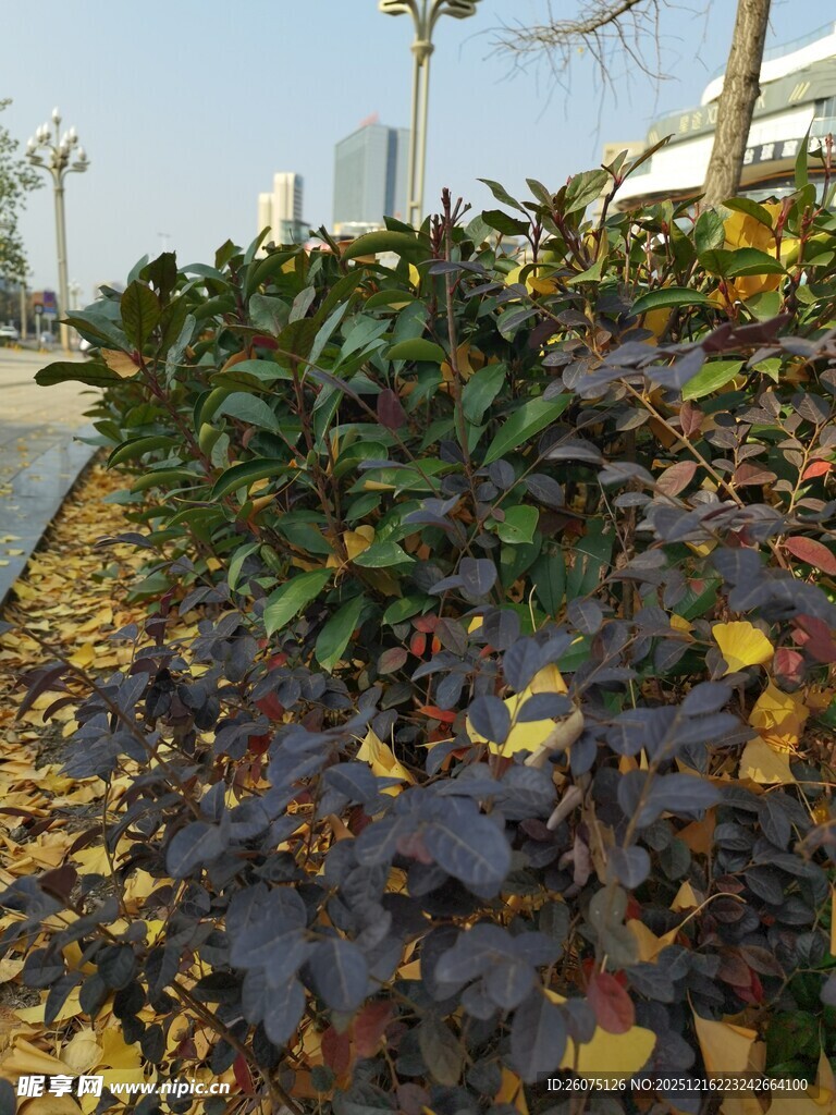 路边多彩植物景观