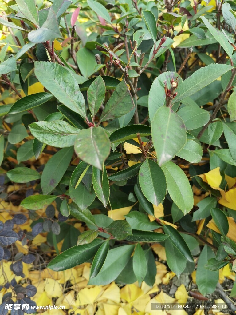 绿叶间的多彩果实