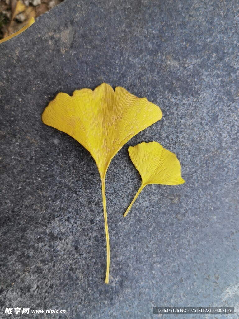 两片银杏叶置于灰石上