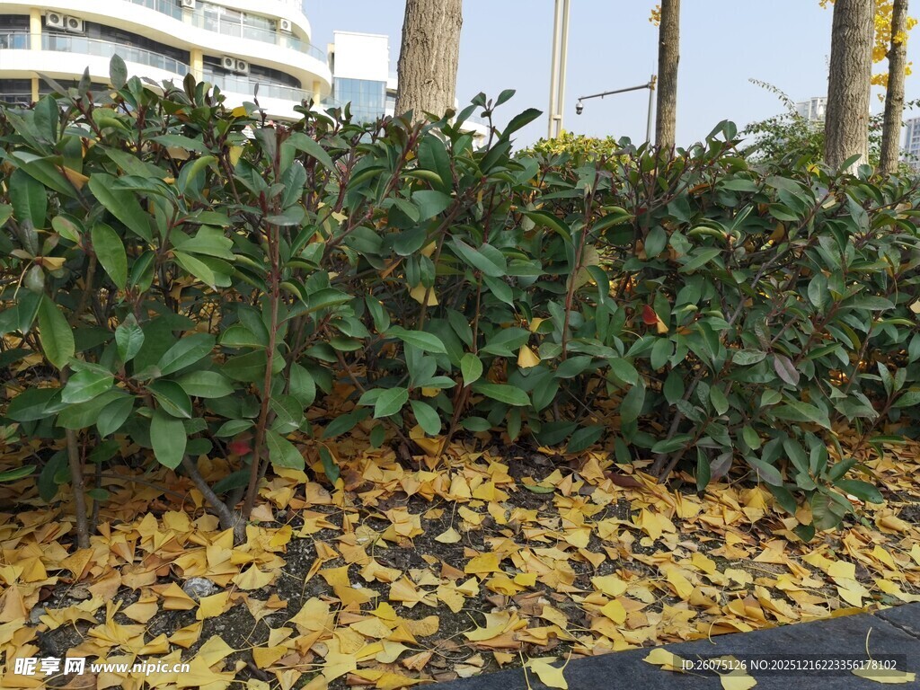 秋日路边落叶与绿植景观