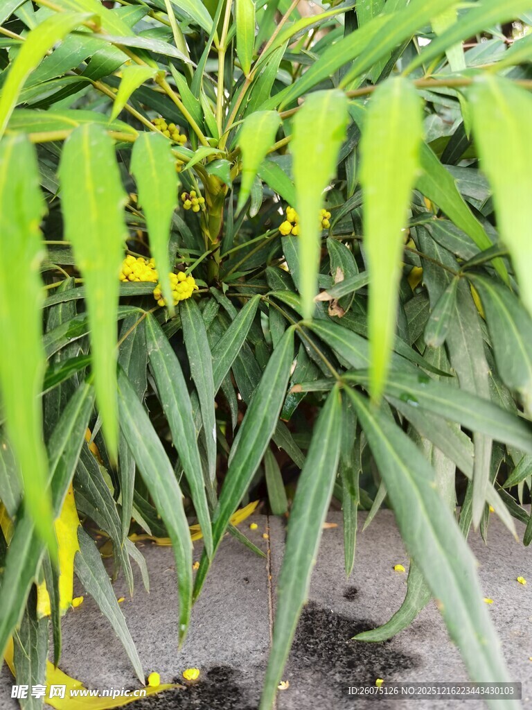 翠绿植物展现生机活力