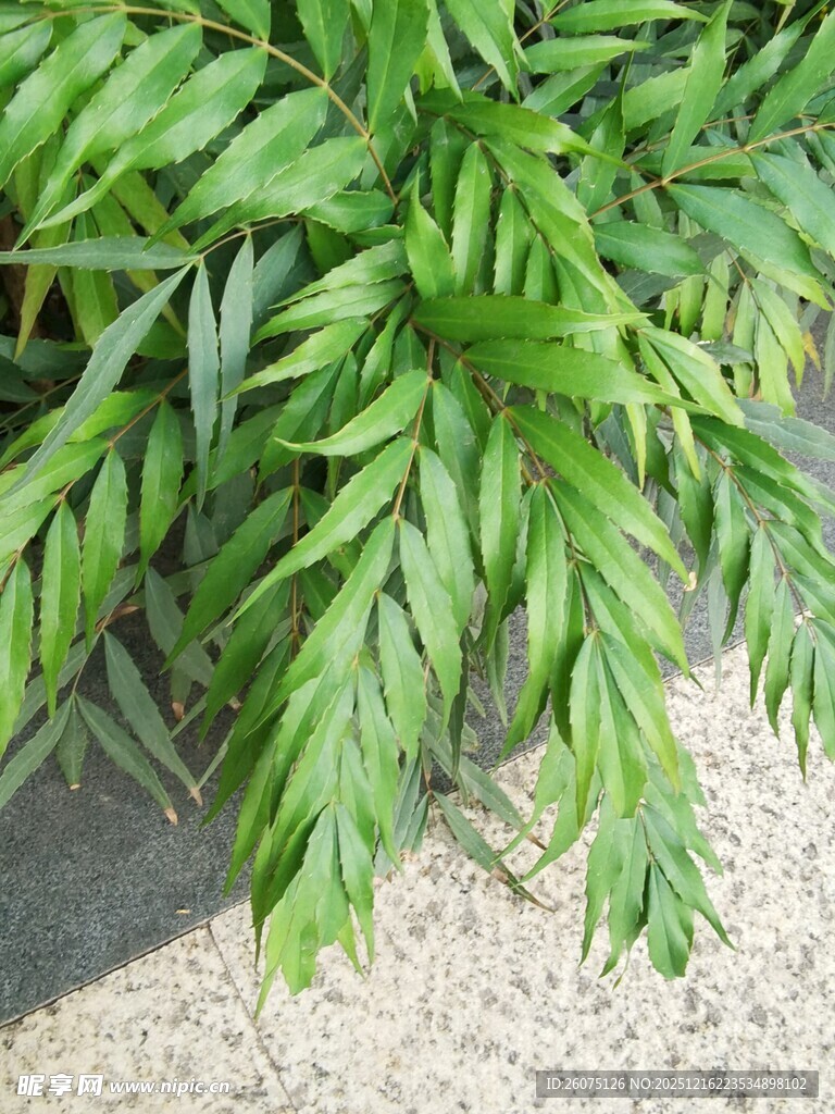 翠绿叶片植物特写