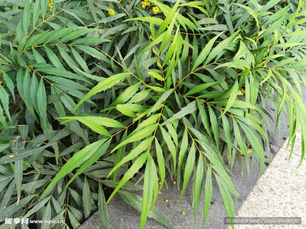 翠绿竹叶特写