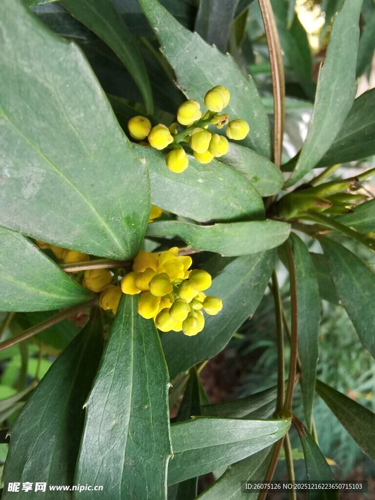 绿叶间的黄色小花