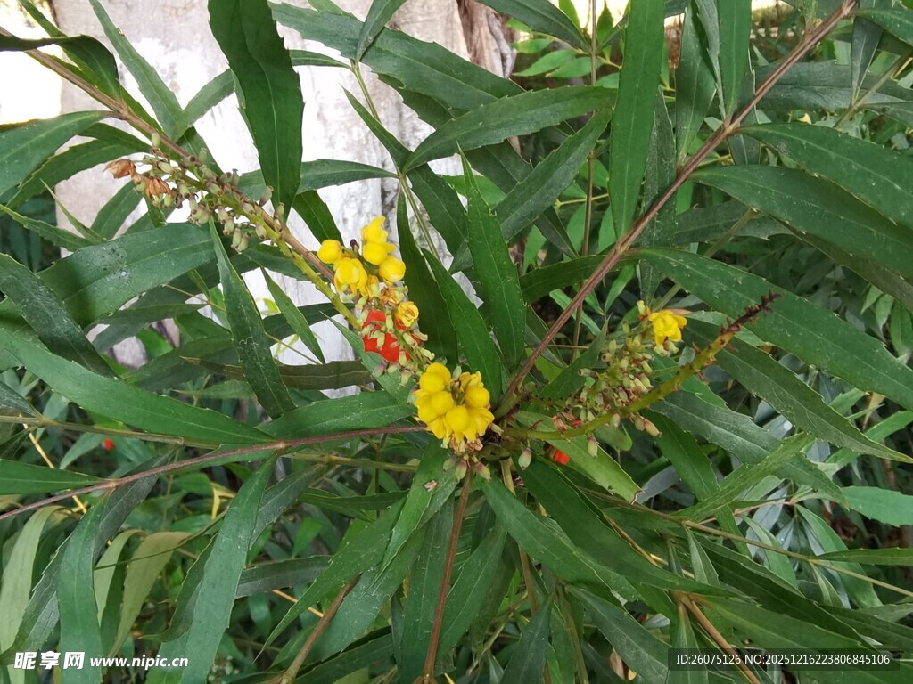 金黄小花绽放绿叶间