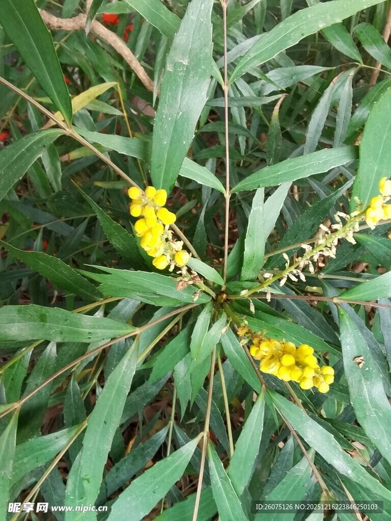 绿叶丛中绽放的黄色小花