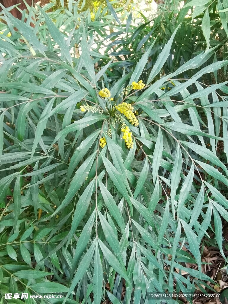 绿叶黄花植物特写