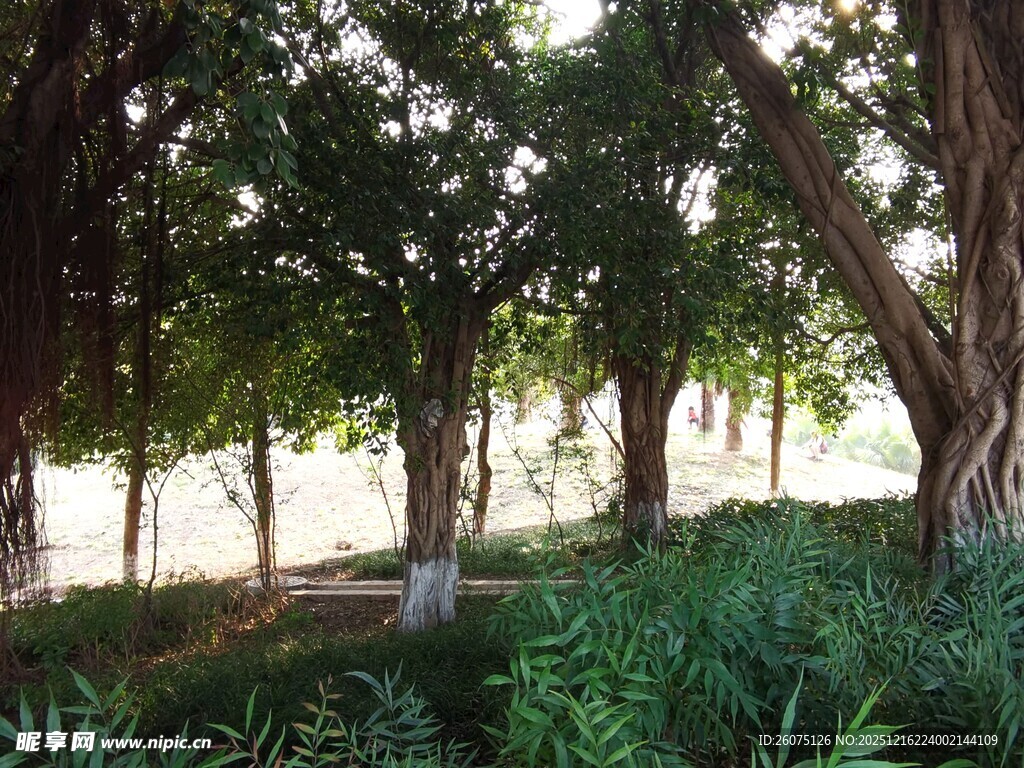 河畔绿树成荫的自然景致