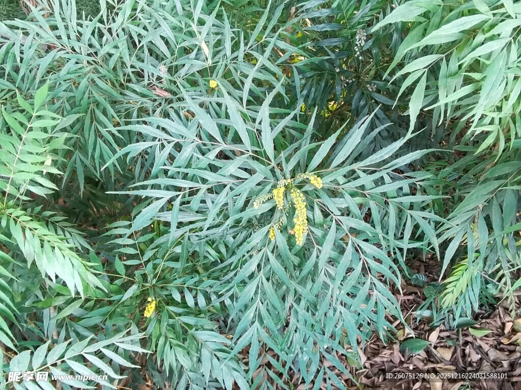 羽状绿叶植物特写