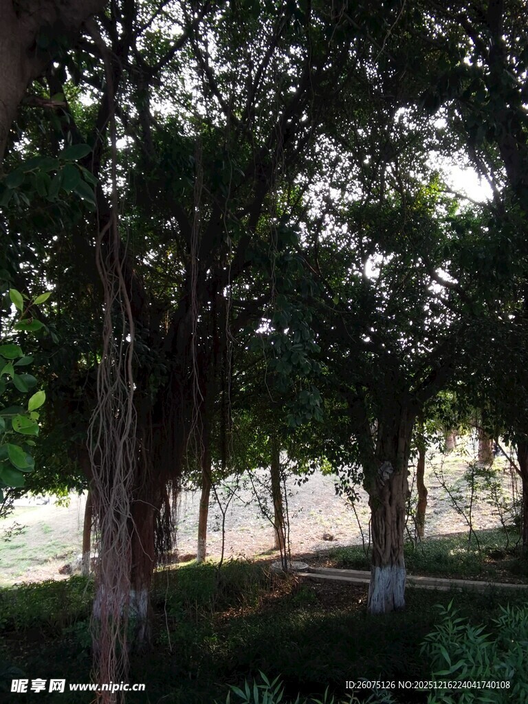 林荫小道静谧树木景观