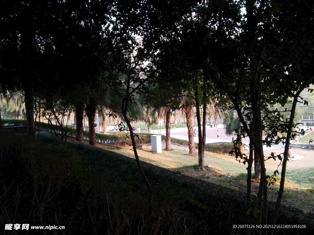 林间小道静谧自然之景