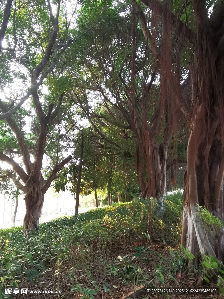 林间绿意盎然的自然景致