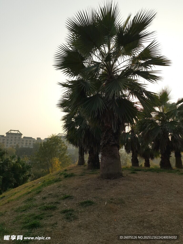 夕阳下的棕榈树景观