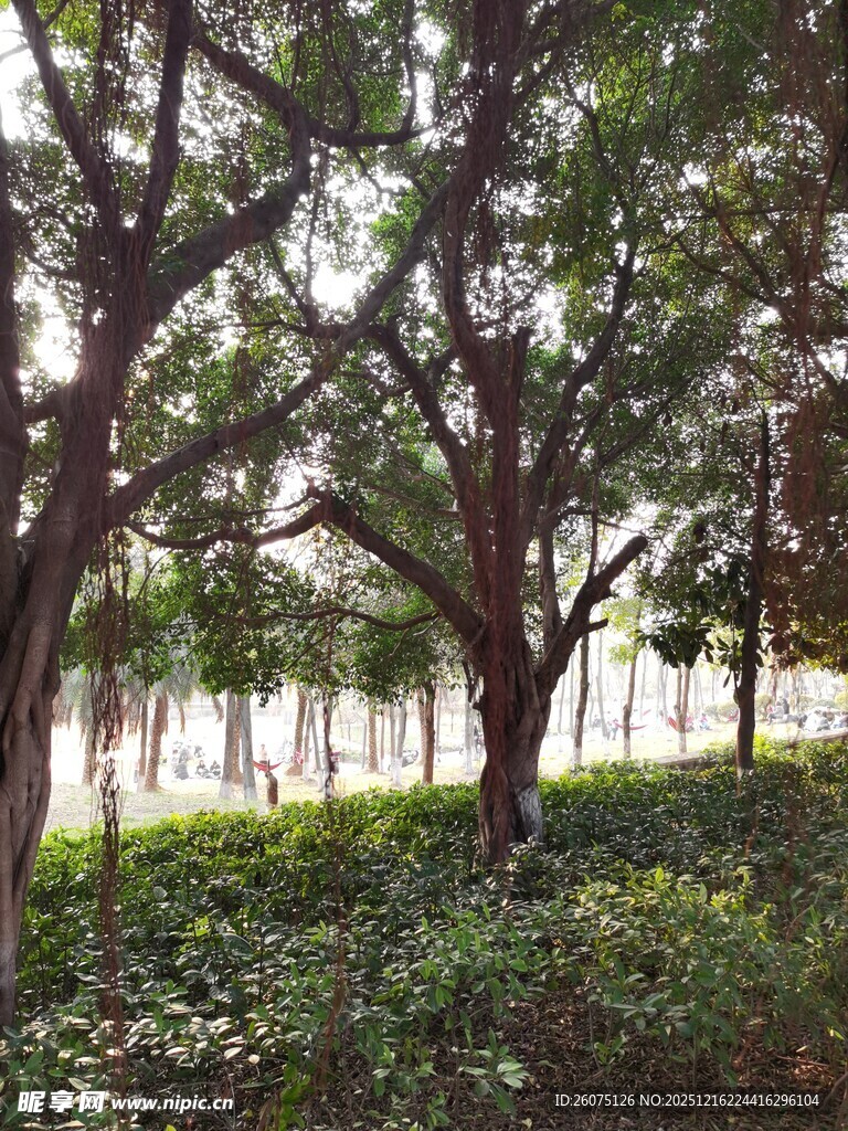 林间绿意盎然的树木景观