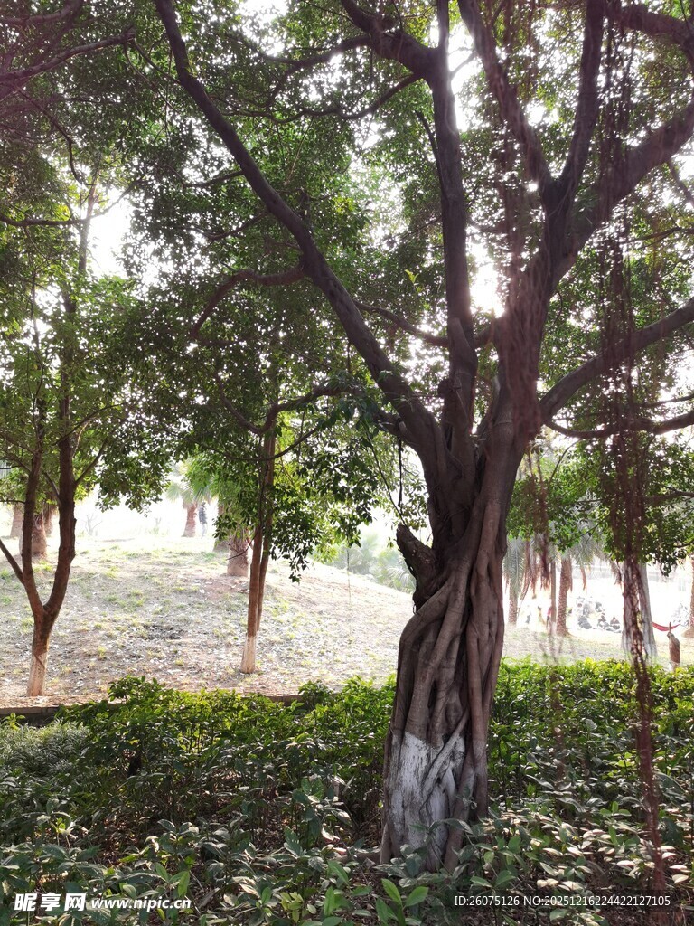 繁茂大树下的静谧景致