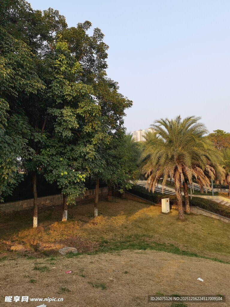 户外绿树环绕的开阔场景