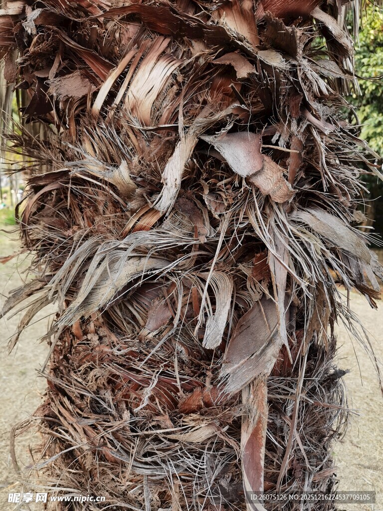 棕榈树的干枯外皮纹理