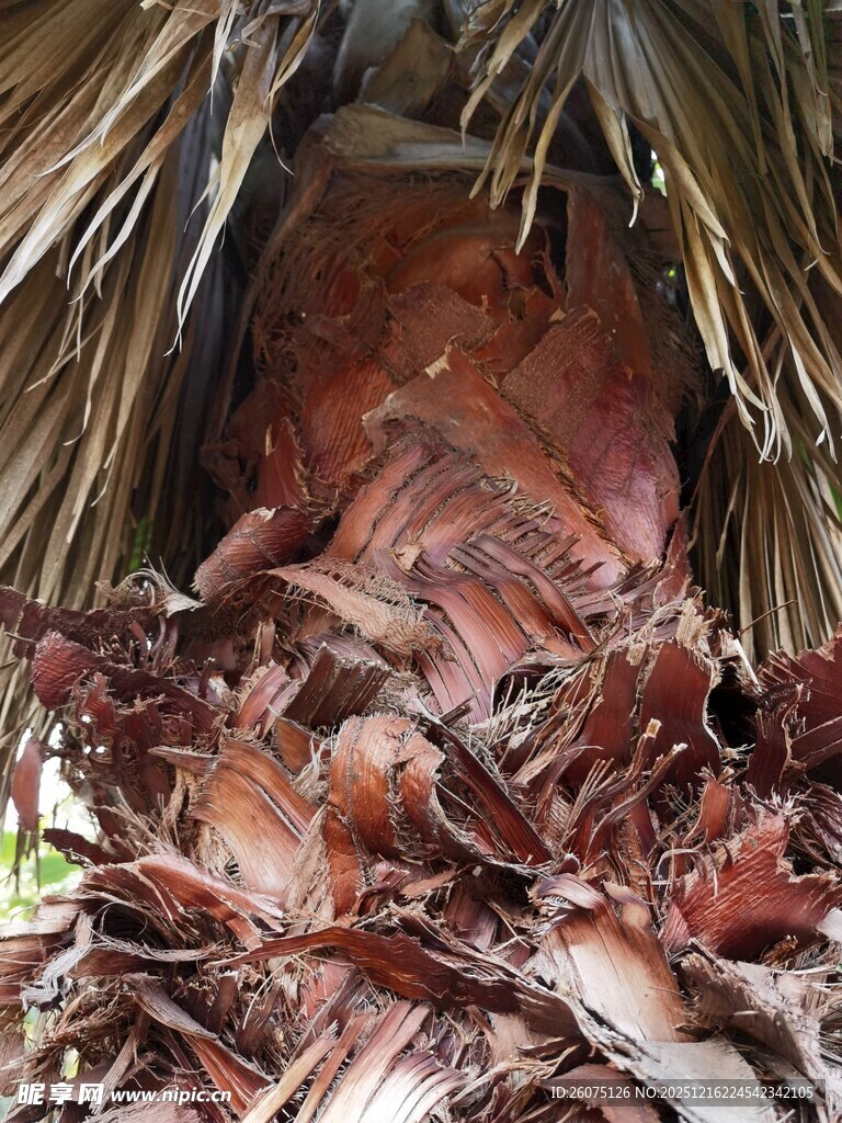 棕树下堆积的棕树皮