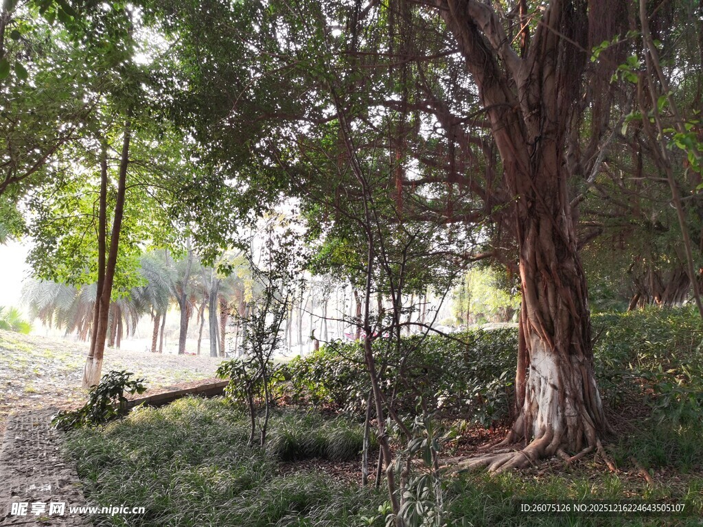 林间树木与小径自然景致