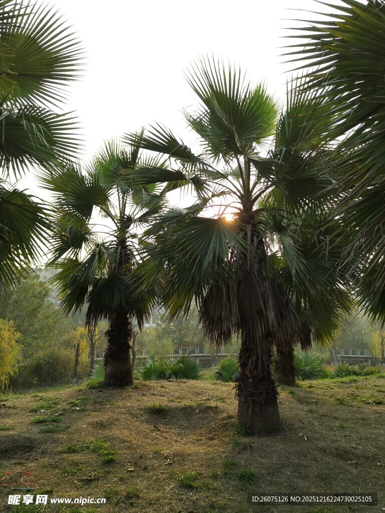 户外的几棵高大棕榈树