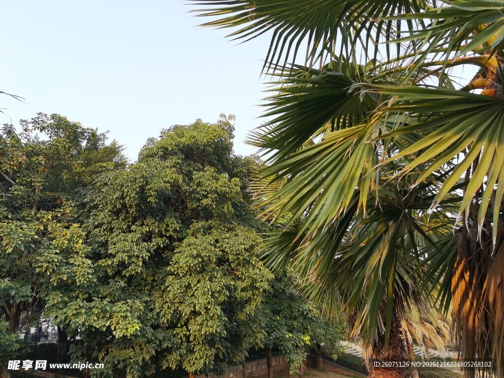 户外葱郁的树木与棕榈叶