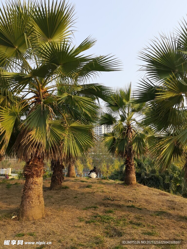 热带棕榈树林景观