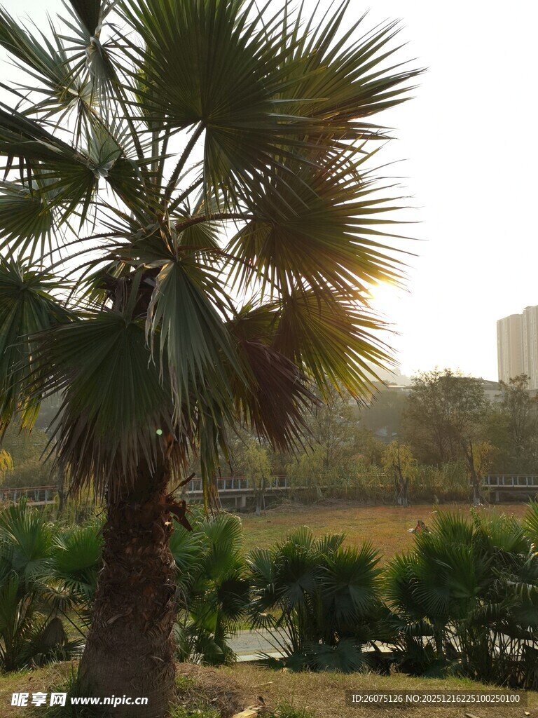 户外棕榈树景观