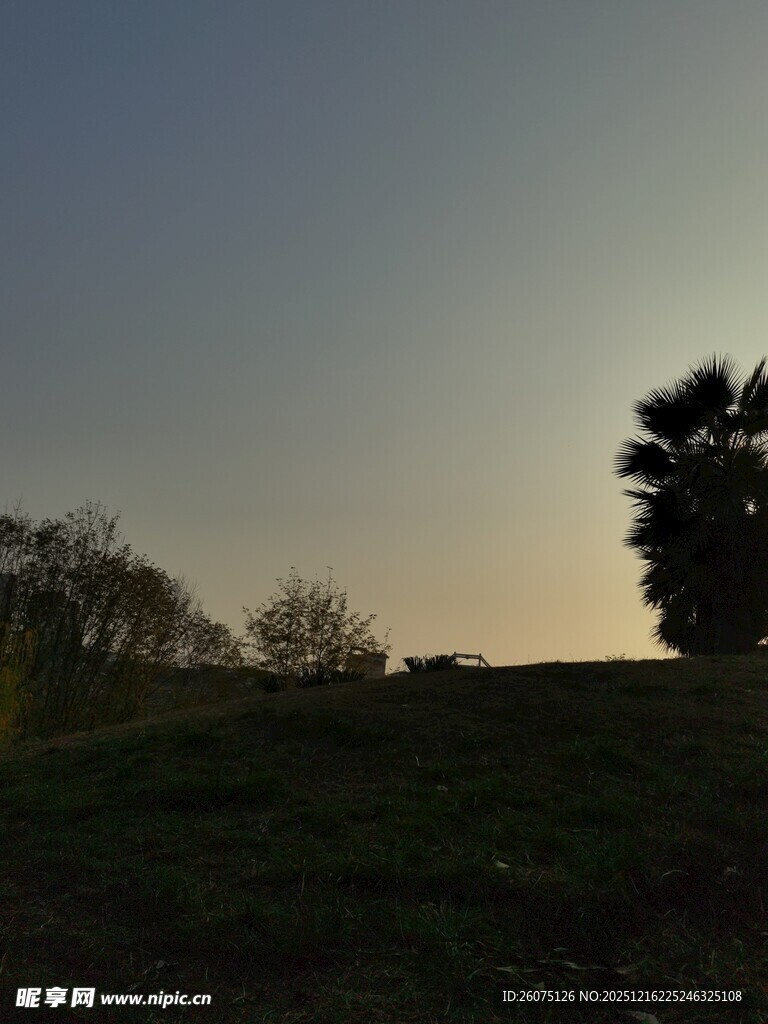 黄昏草地边的树木剪影