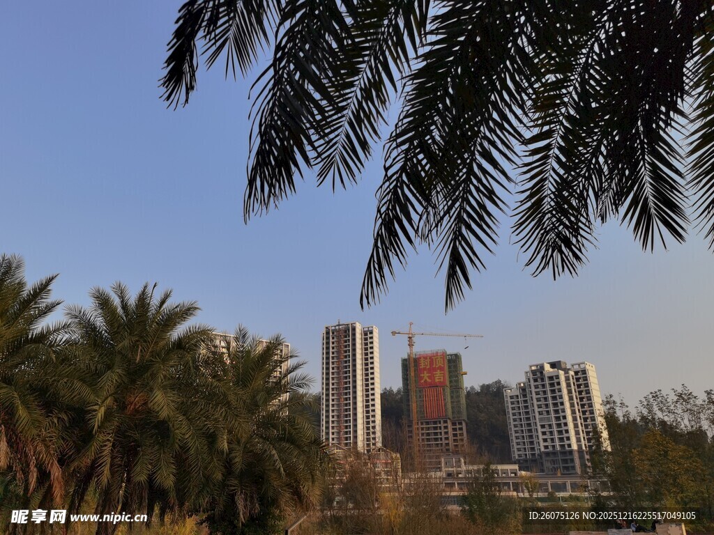 棕榈树映衬下的城市天际线