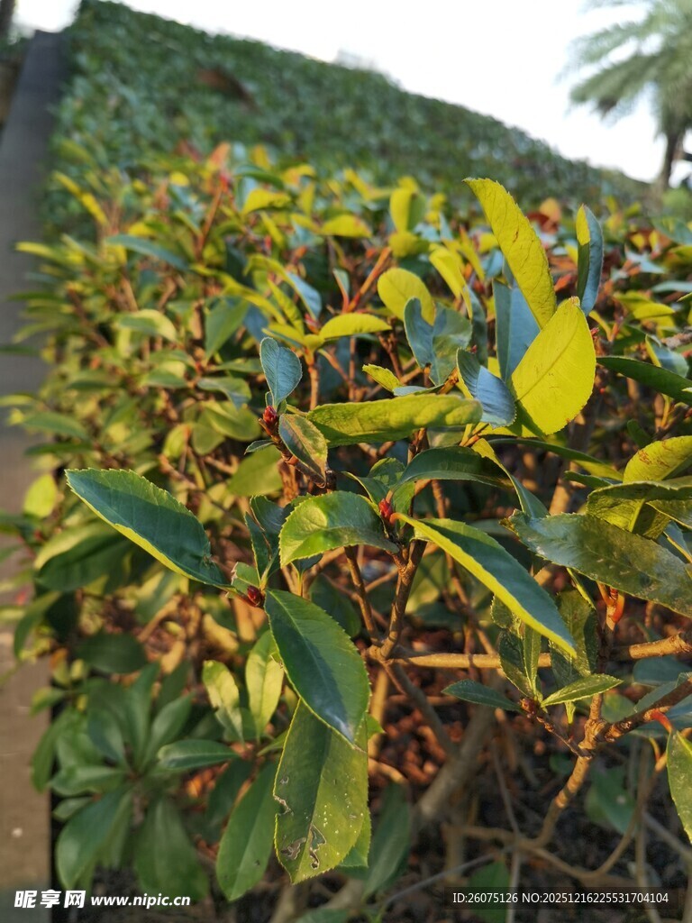 多彩叶片植物景观
