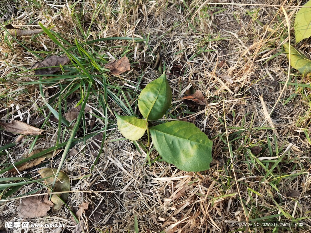 嫩绿幼苗破土而出