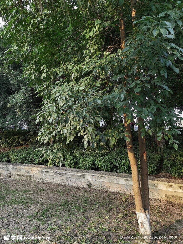 户外绿树与开阔草地场景