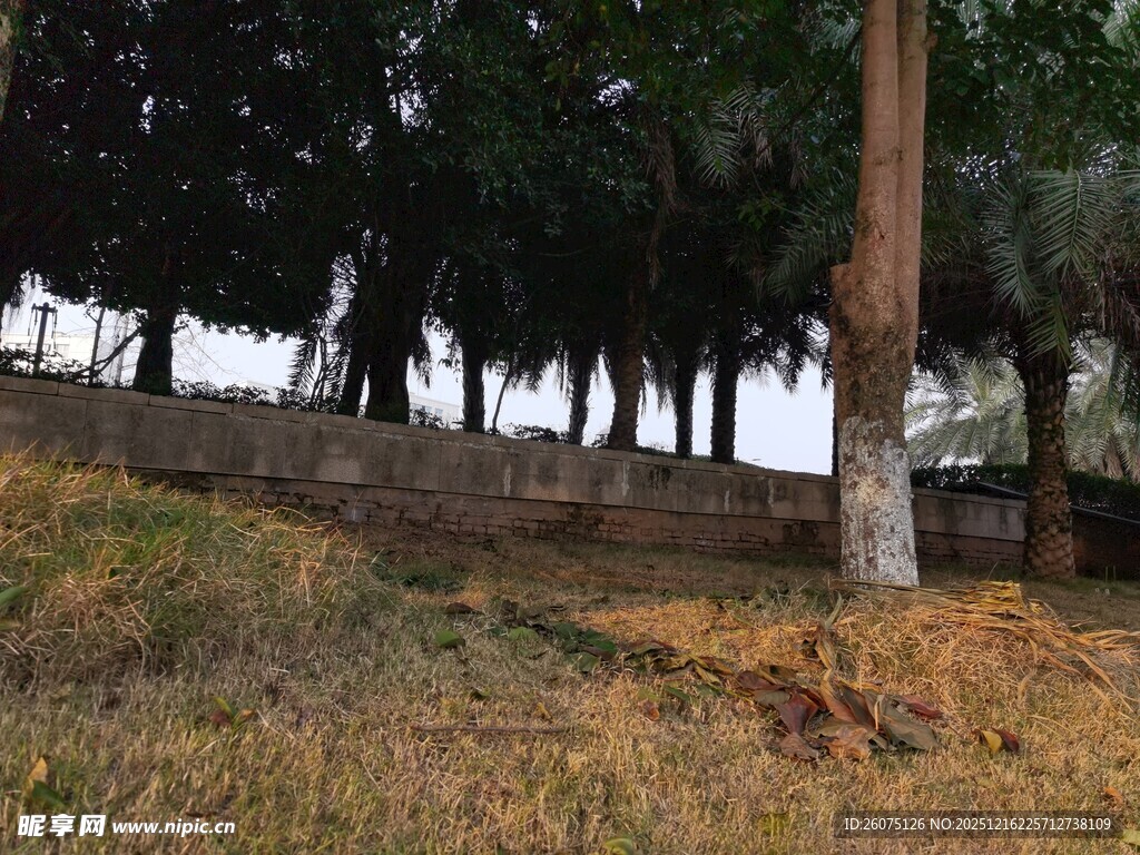 户外树林旁的开阔场景