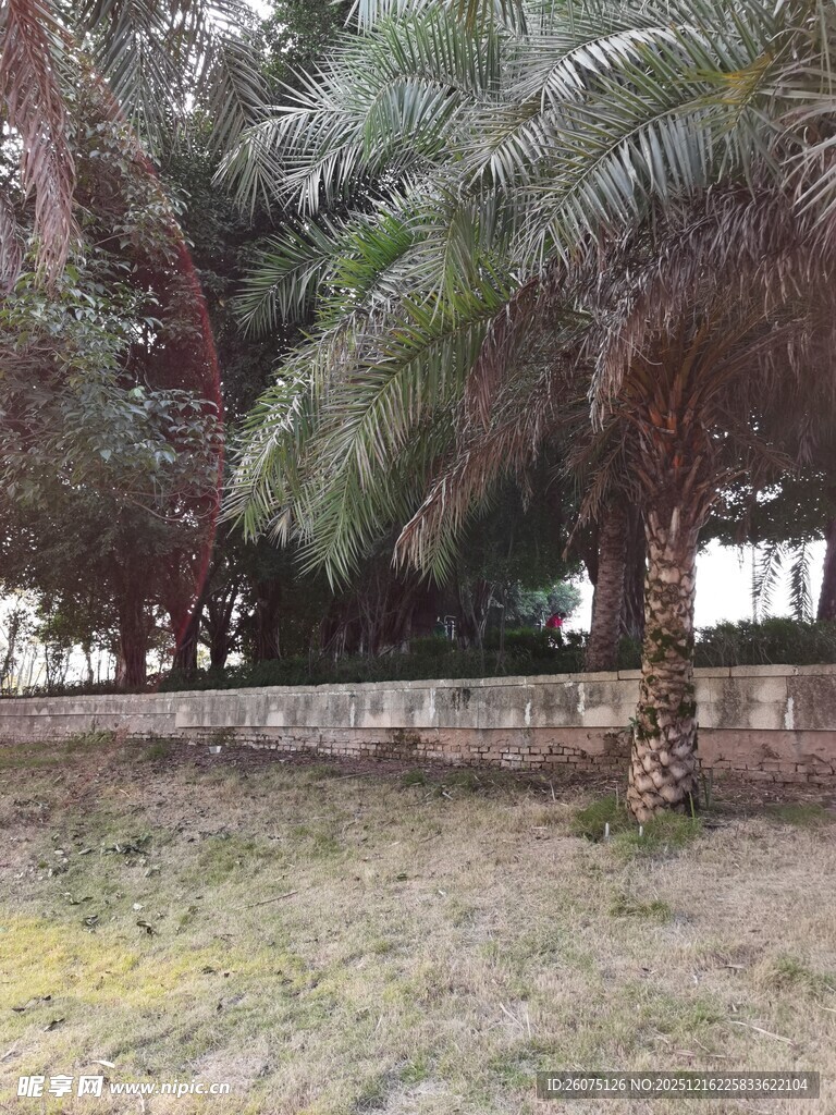 户外棕榈树景观