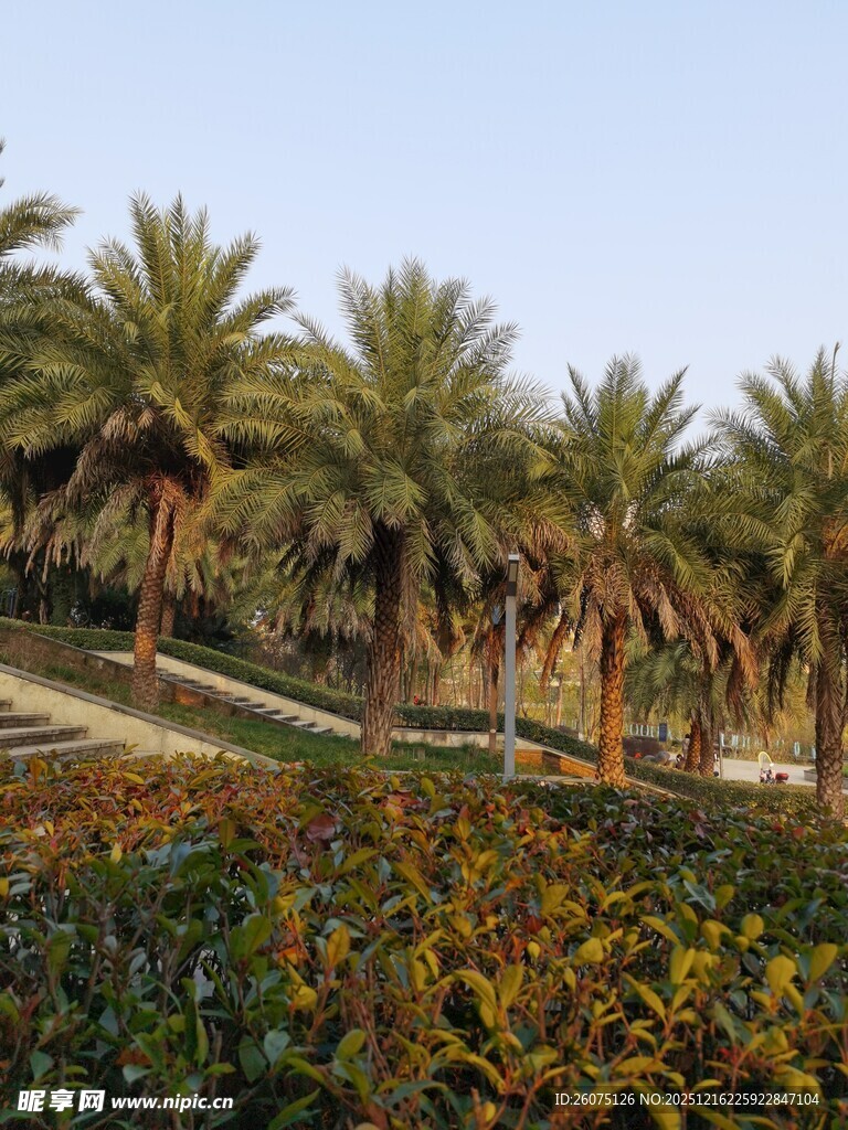 棕榈树林中的多彩植物景观