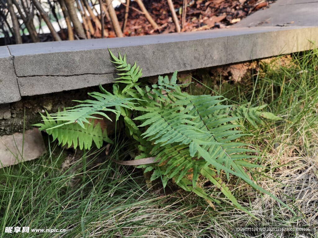 墙边生长的翠绿蕨类植物