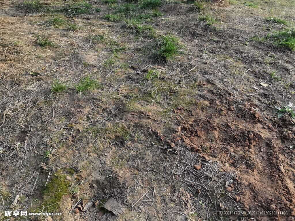 荒地中的稀疏绿色植被