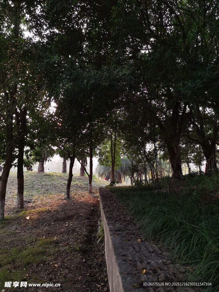 林间小道静谧自然之景