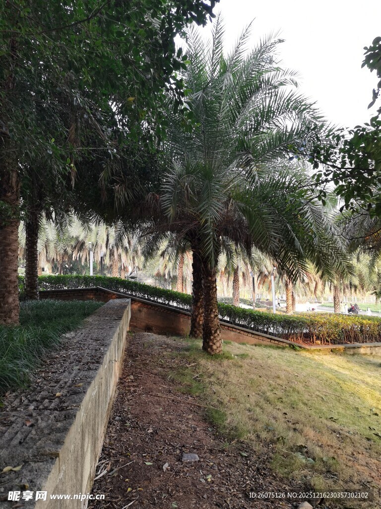 户外棕榈树旁的自然景致