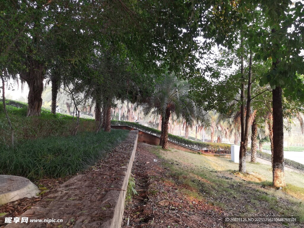 林间小径静谧自然之景