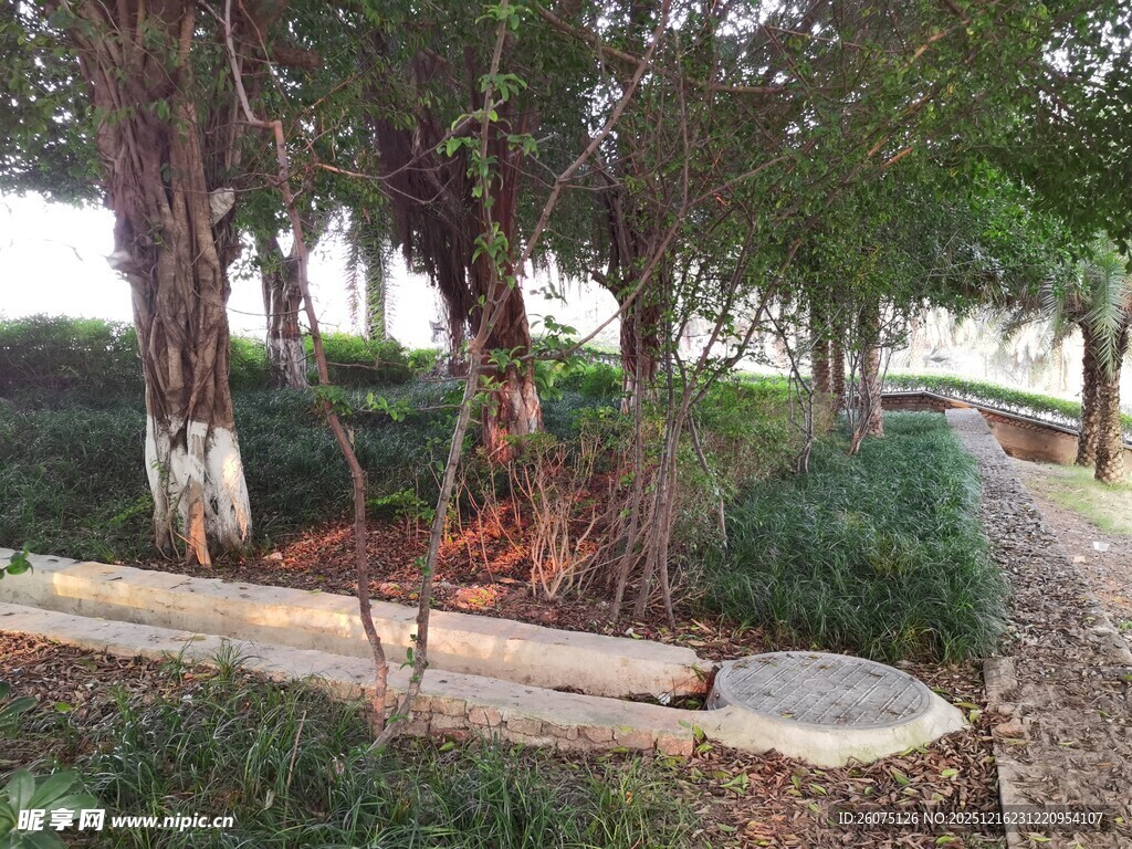 林间木质长椅与葱郁树木