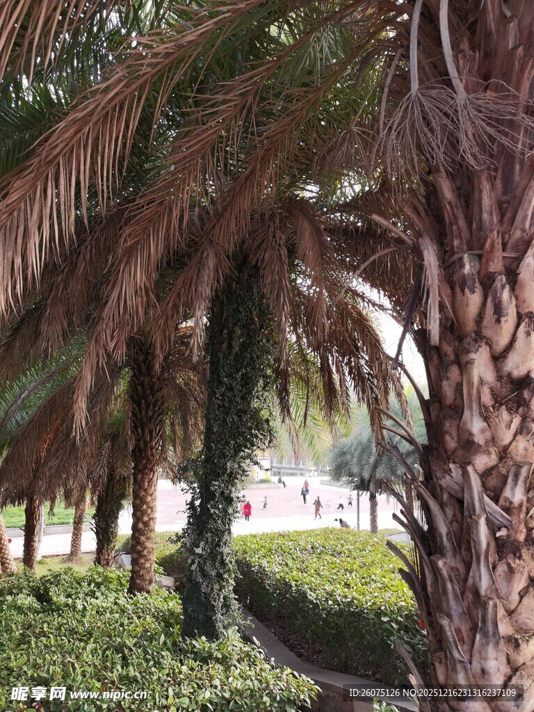 棕榈树林中的绿意景致