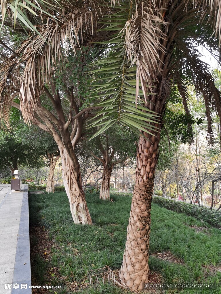 路边挺拔的棕榈树景观