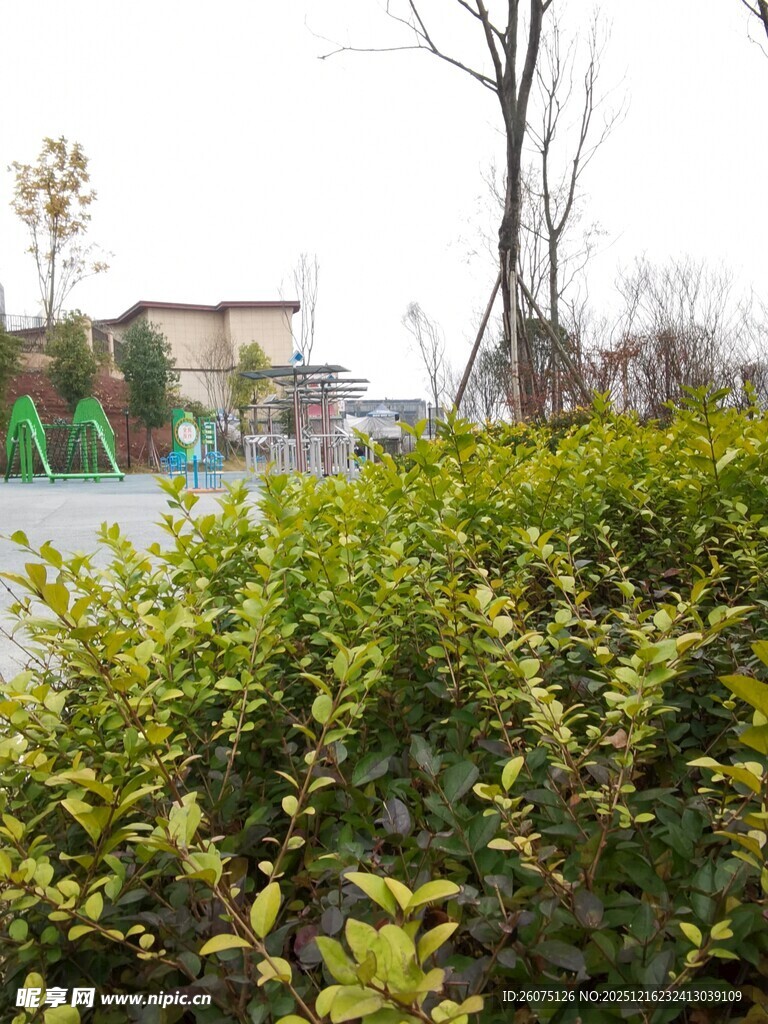 绿意盎然的户外灌木丛