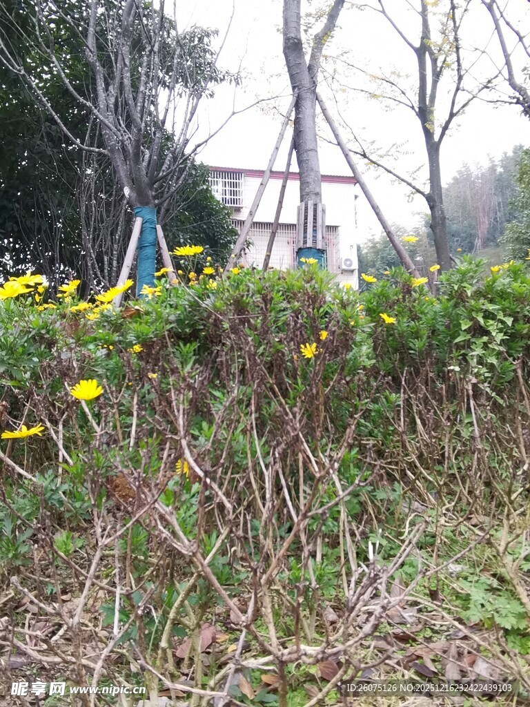 野外花草与树木景观