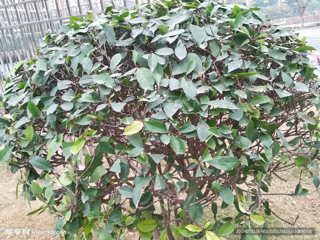 绿叶繁茂的灌木丛