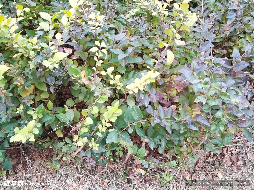 绿叶间的多彩植物景观