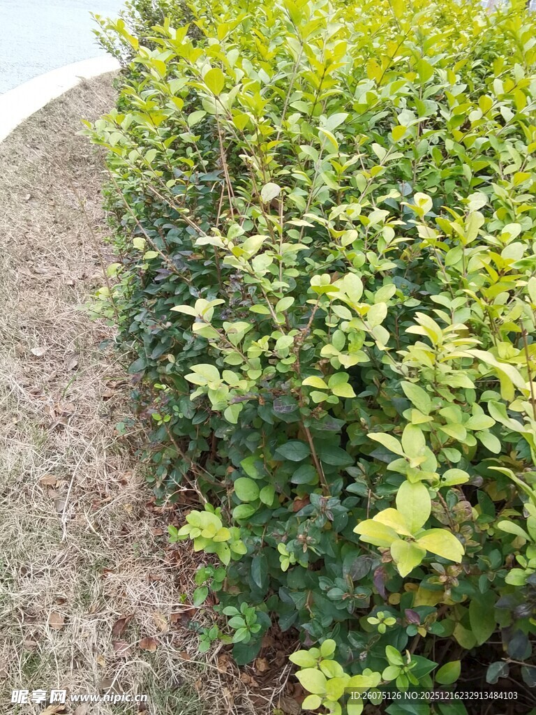 绿意盎然的灌木丛景观